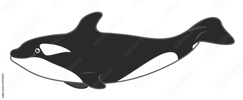 Fototapeta premium Charming Orca illustration on White background