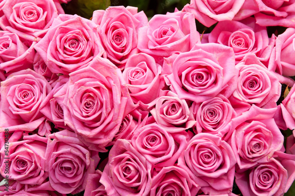 roses background