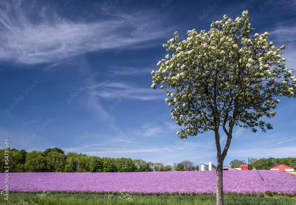 Blühendes Zwiebelfeld mit Frühlingsbaum unter blauem Himmel