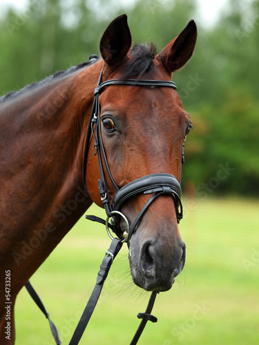 Hanoverian horse © horsemen