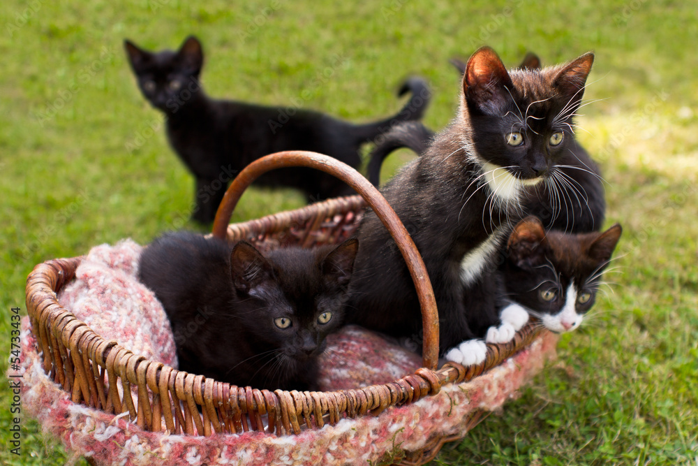 5 kleine KatzenGeschwister mit Korb auf einer Wiese Stock Photo Adobe Stock