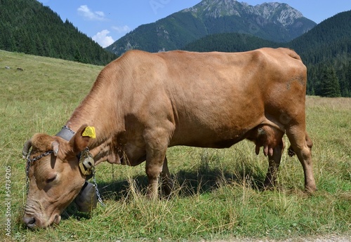 Fototapeta Naklejka Na Ścianę i Meble -  cow on the background of Polish gór.Tatry