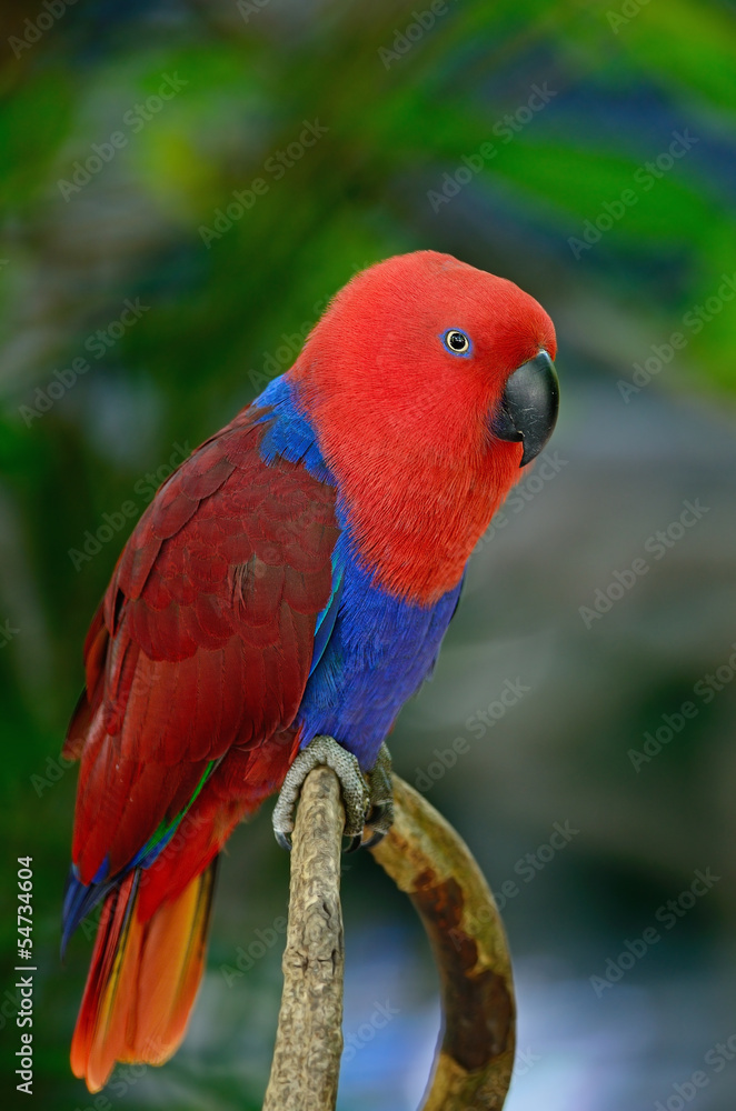 Electus parrot