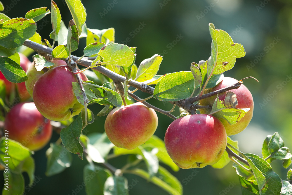 Obraz premium Red apples