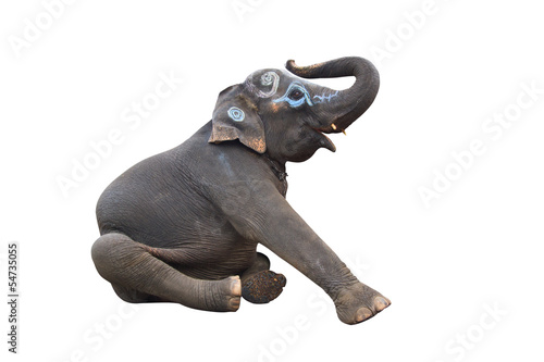 Portrait of an Elephant on white background