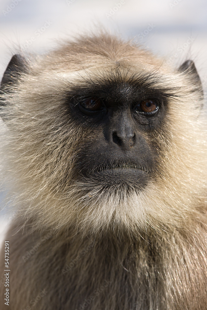 Obraz premium Hanuman langur , India