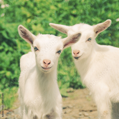 smiling little goats with retro filter effect