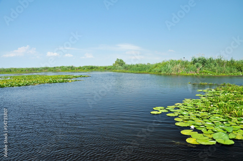 Swamp vegetation, Danube delta