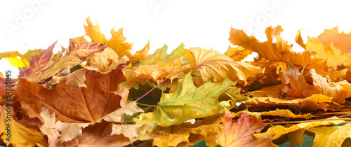 dry autumn maple leaves isolated on  white