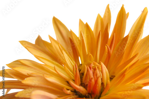 Beautiful orange chrysanthemum isolated on white