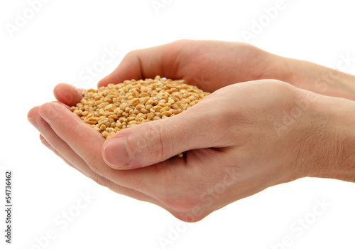man hands with grain, isolated on white
