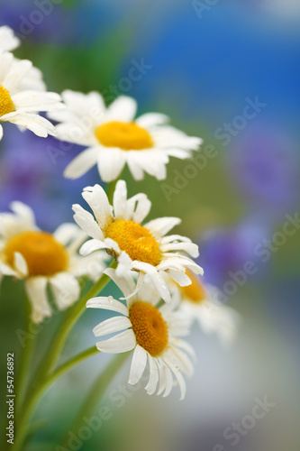 Fototapeta Naklejka Na Ścianę i Meble -  Beautiful wild camomiles, outdoors