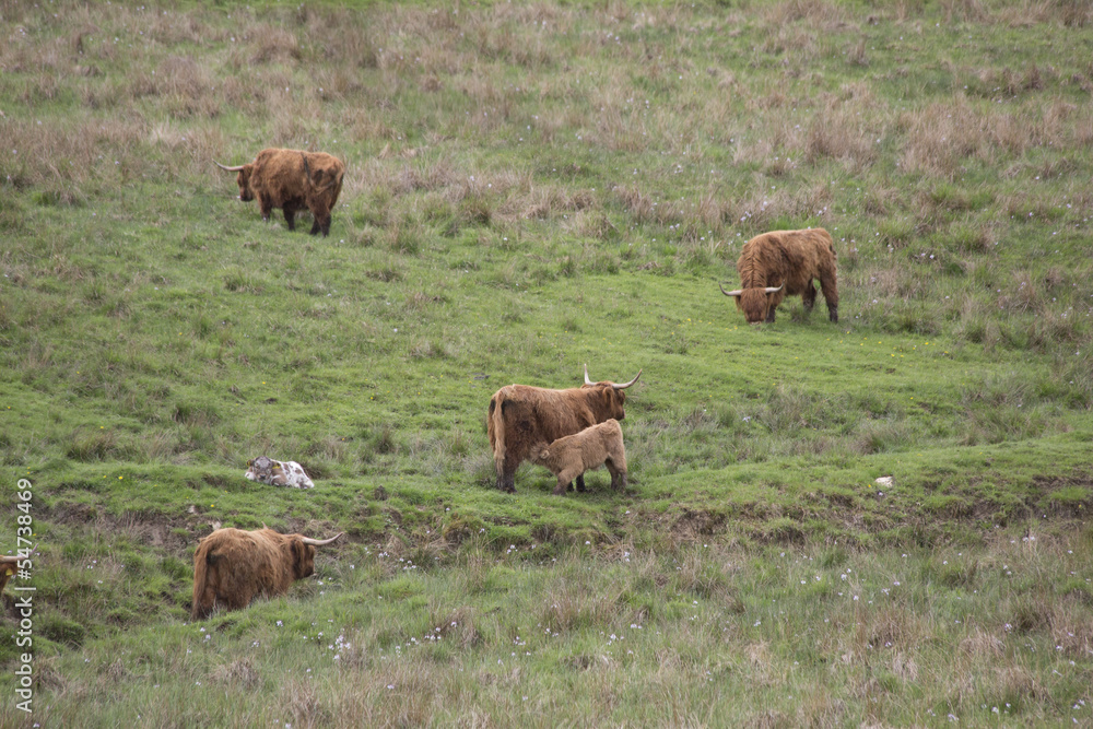 Galloway Rinder Galloway Rinder