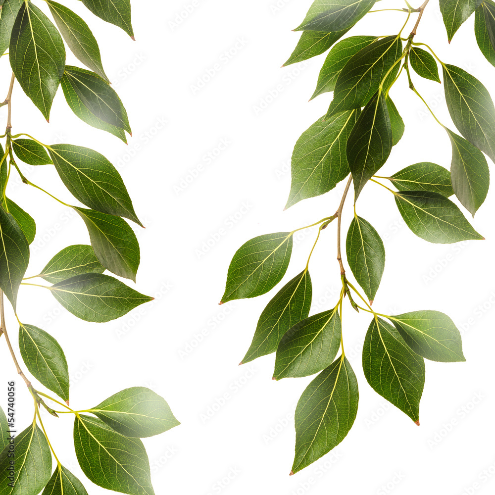 Green leaves Green leaves