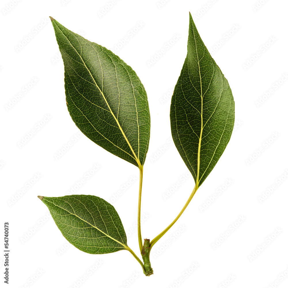 Green leaves Green leaves