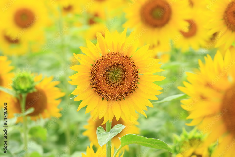 Fototapeta premium ヒマワリ畑