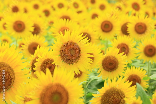 Fototapeta Naklejka Na Ścianę i Meble -  ヒマワリ畑
