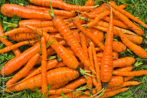 Pile of carrot 5