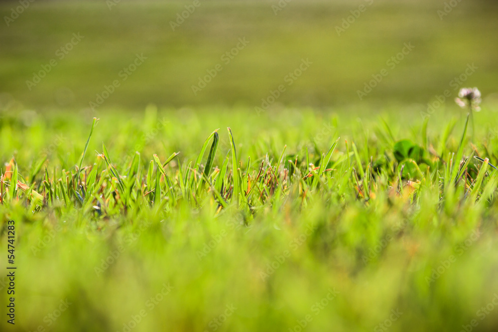 Grass