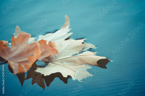Leaf on the water