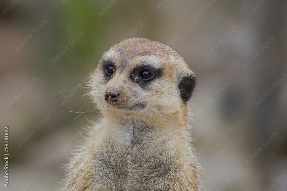 Erdmännchen Portrait Erdmännchen Portrait