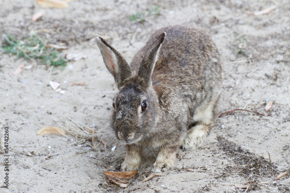 Fototapeta premium cute rabbit with Brown fur around the beach looking for food