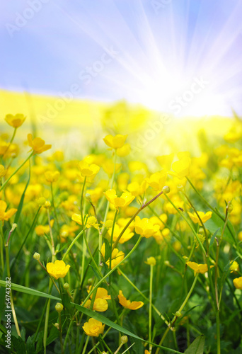 Buttercups yellow flowers on the green meadow with sun rays