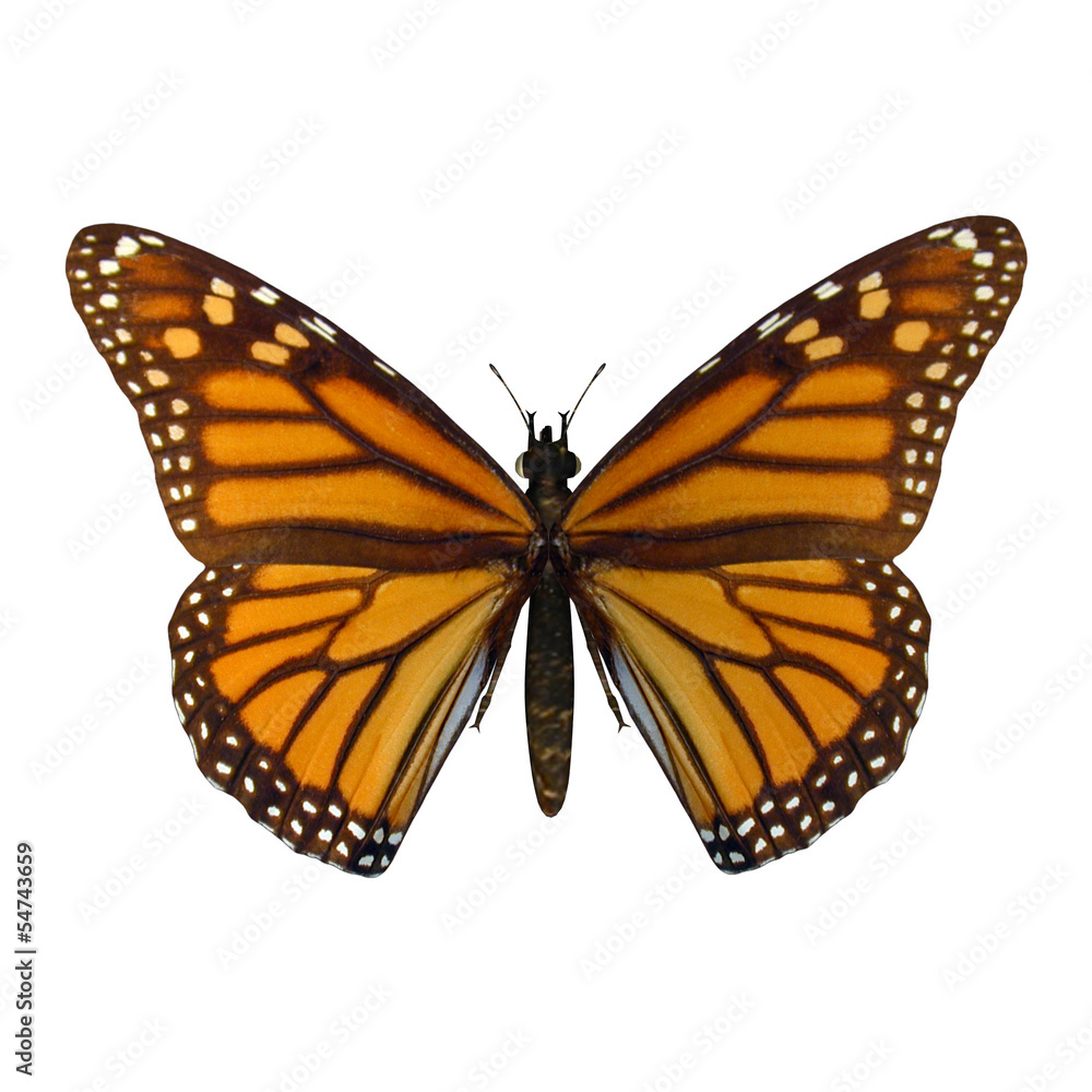 Fototapeta premium Monarch Butterfly