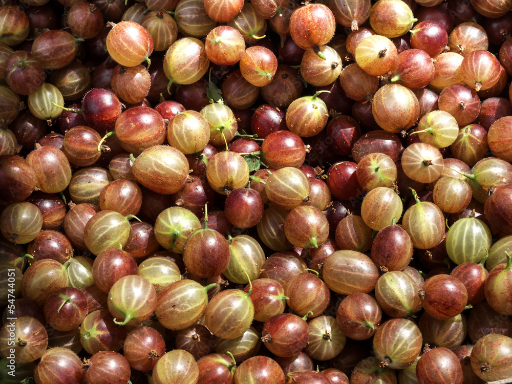 Red gooseberry Red gooseberry