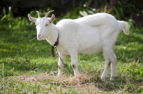 Animal Farm - Goat
