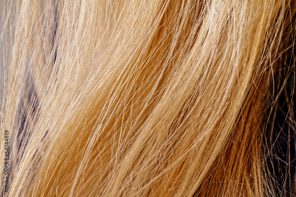 Fototapeta premium Blond hair
