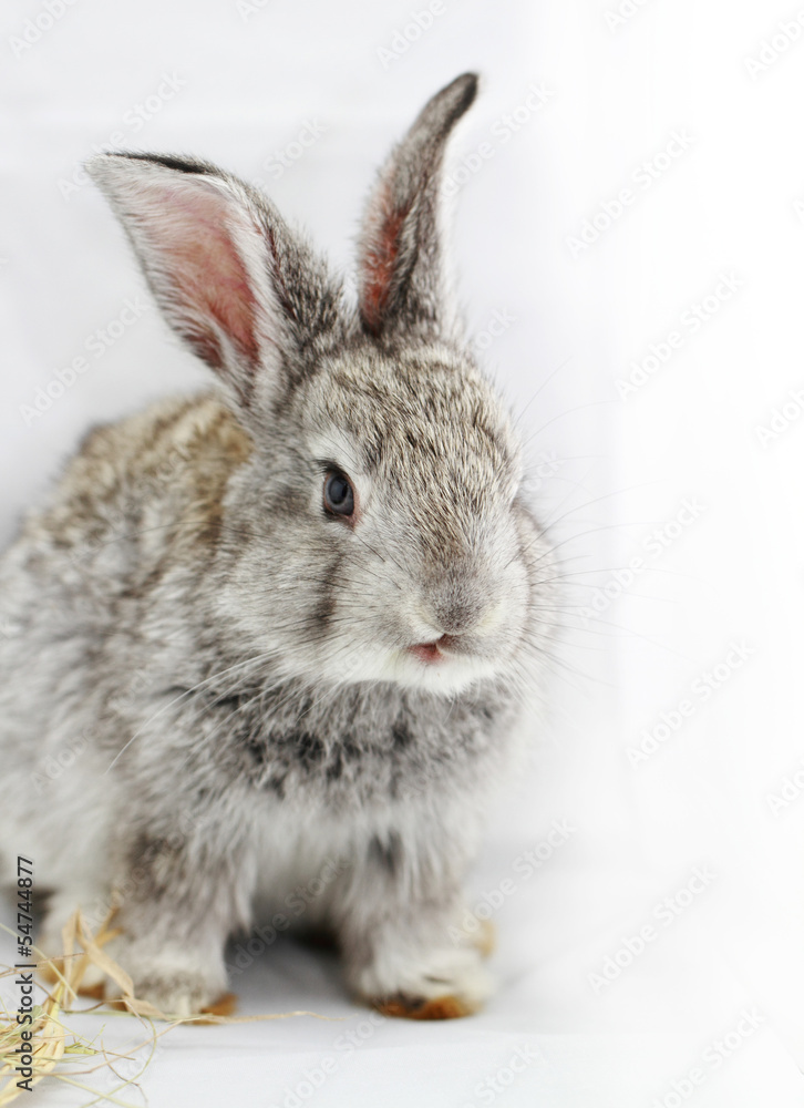 Gray rabbit Gray rabbit