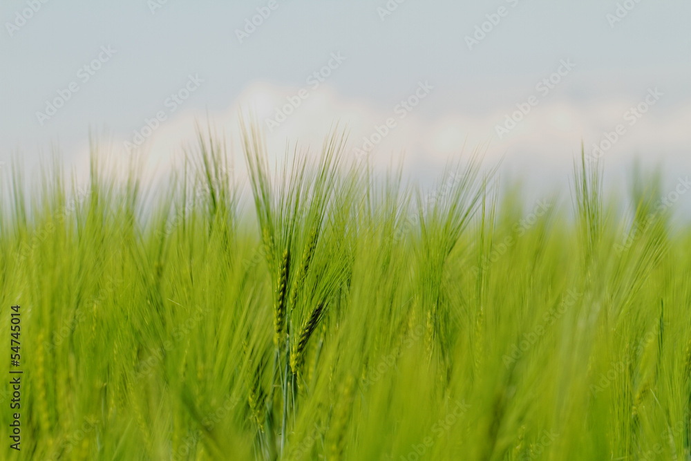 Green wheat Green wheat