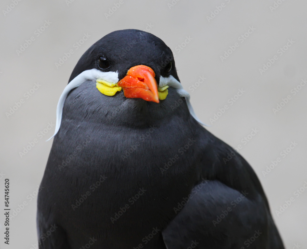 Naklejka premium Frontal view of an Inca Tern (Larosterna inca)