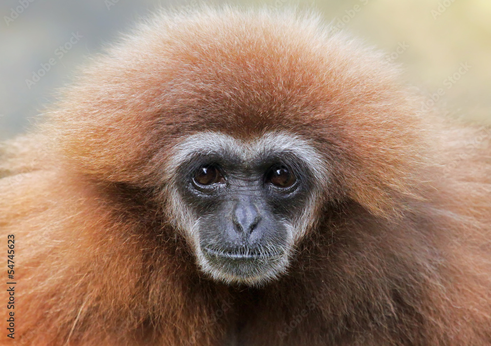 Close-up view of a female lar gibbon (Hylobates lar) Close-up view of a female lar gibbon (Hylobates lar)