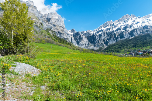 Field with dandelions on a background of the Bernese Alps