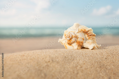 Close up of shell on a beach at the sunset with copy space