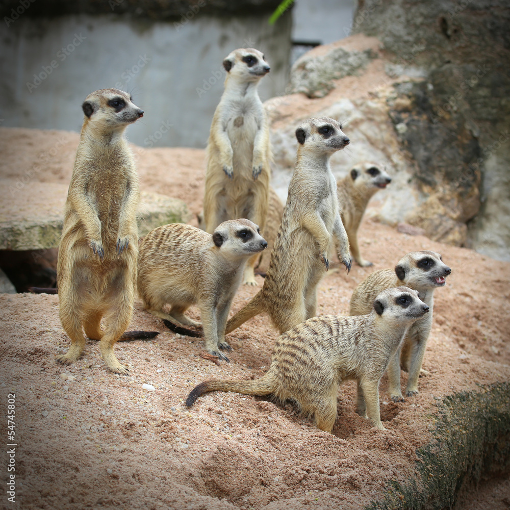 Family of Meerkats Family of Meerkats