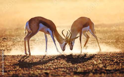 Springbok dual in dust