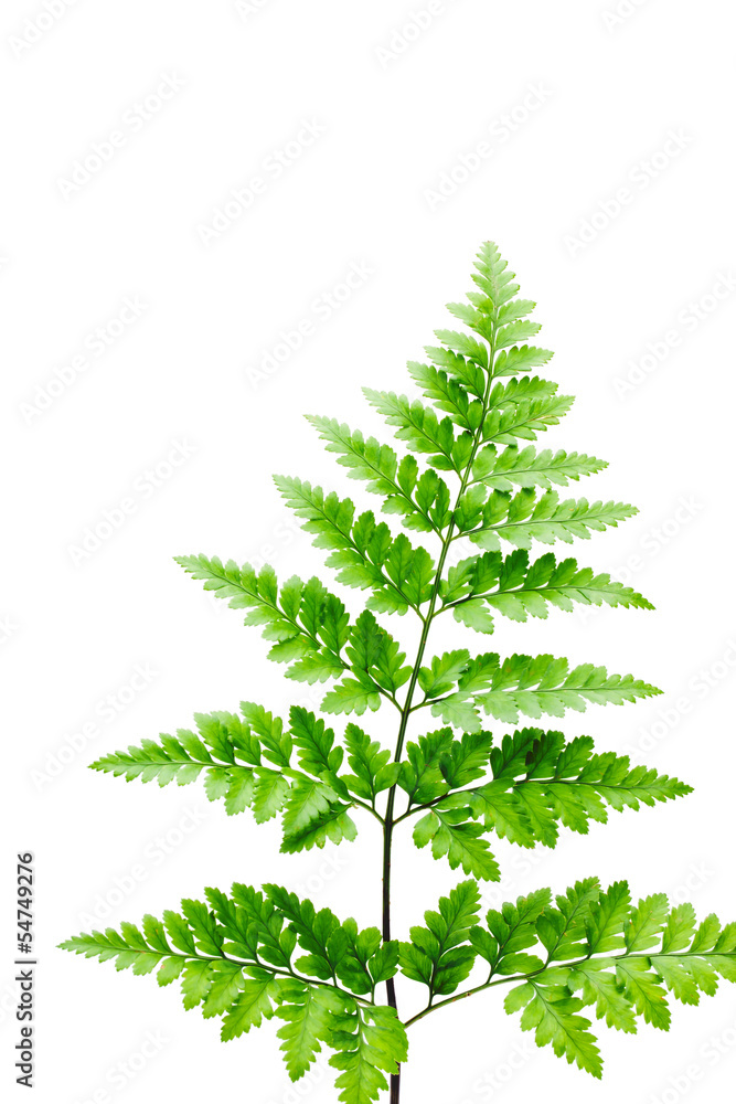 fern leaf on white background fern leaf on white background