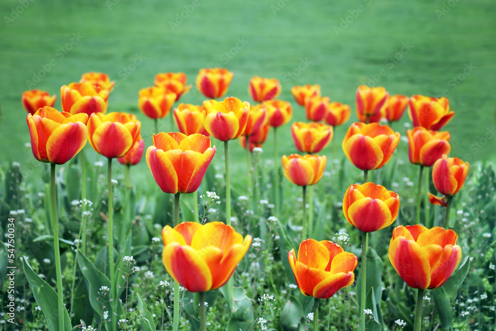 tulips tulips