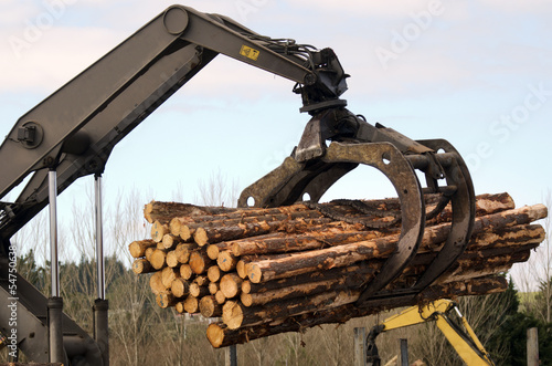 New Zealand Forest Products photo