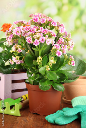 Beautiful flowers in pots on wooden table on natural background