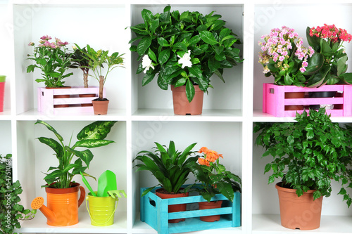 Beautiful flowers in pots on white shelves close-up