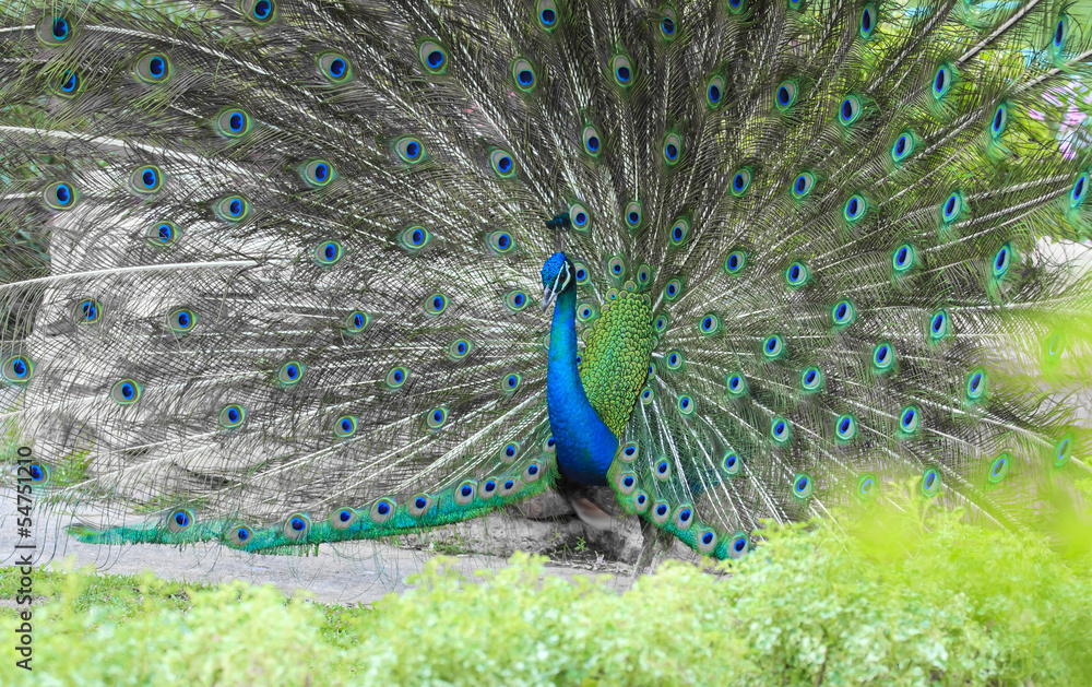 Obraz premium Peacock is showing its beautiful feathers