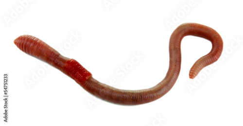 Worm isolated on white