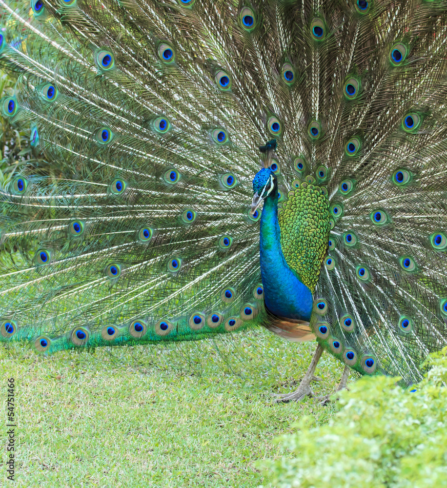 Obraz premium Peacock is showing its beautiful feathers 