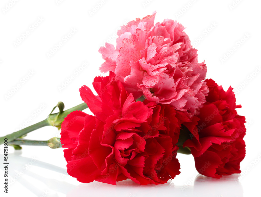 Bouquet of carnations isolated on white Bouquet of carnations isolated on white