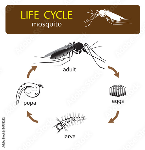 life cycle of mosquito