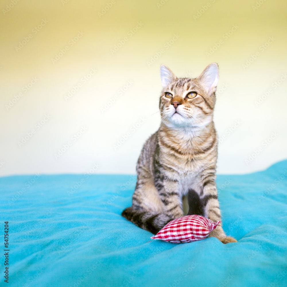 Obraz premium Small Kitty With Red Pillow